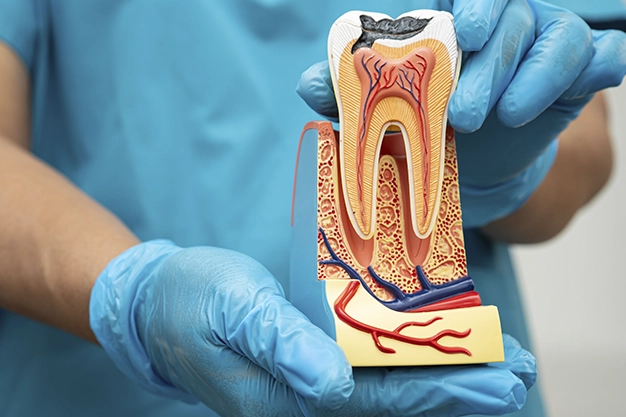 Endodontia